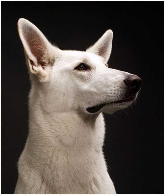 Poughkeepsie Dog Portraits