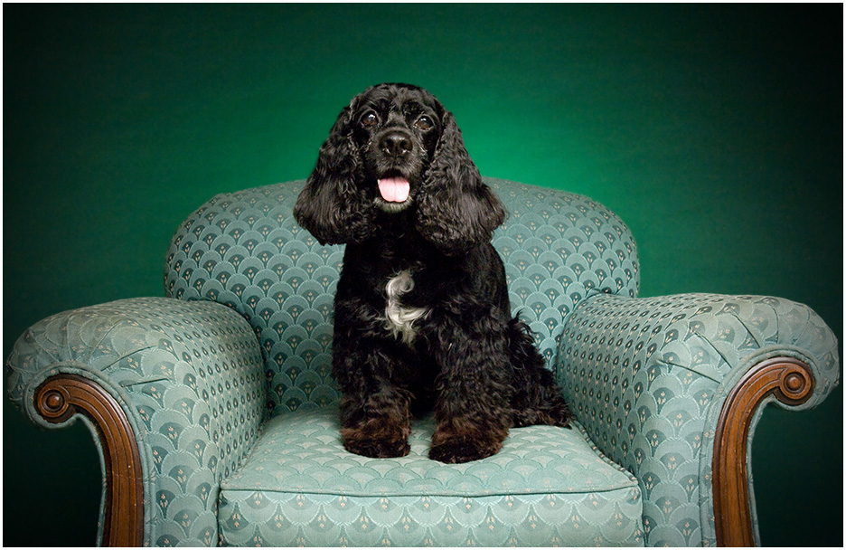 Poughkeepsie Dog Portraits