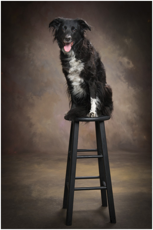 Hudson Valley Dog Portraits