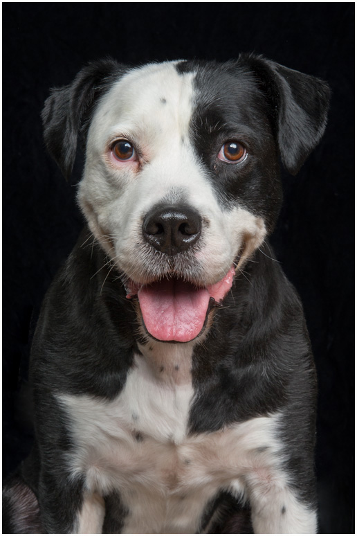 Hudson Valley Dog Portraits